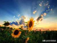 江苏智库贸易有限公司