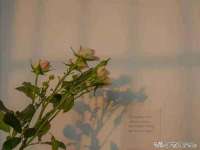 江苏智库贸易有限公司