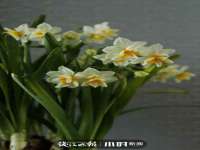 江苏智库贸易有限公司